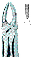 Incisors and Bicuspids 2